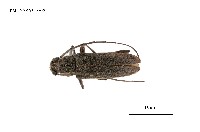 藏品(家天牛)的圖片